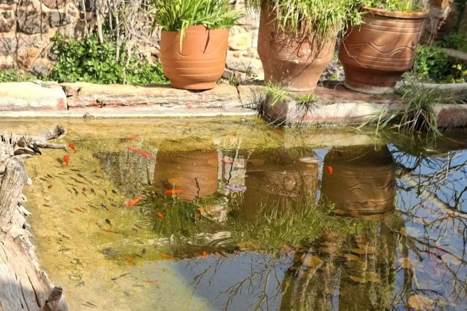 Περιπατητική ξενάγηση στον Κάμπο της Χίου.